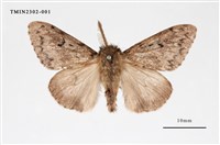 藏品(L紋灰舞毒蛾)的圖片